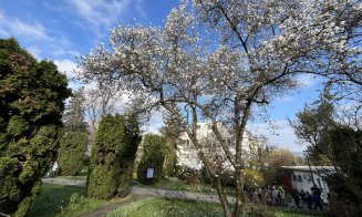 Festivalul magnoliilor a început la Grădina Botanică