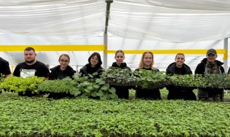 Răsaduri de la 2 lei bucata, la Cluj-Napoca. Peste 200 de soiuri de legume,