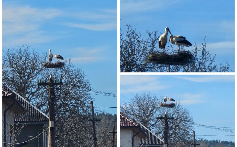Simbolul primăverii revine la Călățele: berzele au o nouă casă sigură