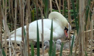”Nu ne revenim din chestia asta???” / ”Dar noi, ce facem? Adică mereu altul să ne scoată din cacat?!” / ”Vinovați sunt exact cetățenii”