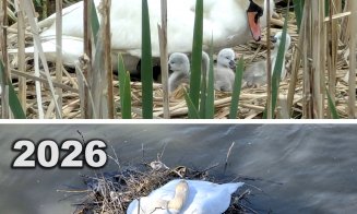 ”Nu ne revenim din chestia asta???” / ”Dar noi, ce facem? Adică mereu altul să ne scoată din căcat?!”