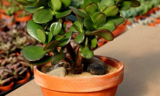 Planta „banilor” pe care e bine să o ai în casă de Paște. Atrage norocul și prosperitatea chiar din Noaptea Învierii