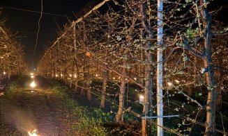 Fermierul din Cluj care a „ars” 40.000 de euro într-o noapte ca să salveze cireșii de îngheț, ATACAT pe net / Adio ”fii mai bun de Paști și de Crăciun