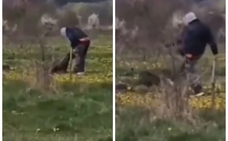 Imagini șocante în Cluj: câine lovit cu piciorul de un „dresor”. Poliția s-a autosesizat și a intervenit rapid