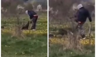 Imagini șocante în Cluj: câine lovit cu piciorul de un „dresor”. Poliția s-a autosesizat și a intervenit rapid