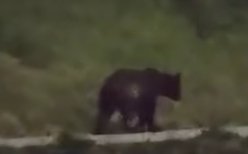 Urs semnalat într-o localitate din Cluj. Autoritățile, în alertă