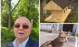 Cluj-Napoca va avea căsuțe pentru pisicile fără stăpân. Ce spune Emil Boc