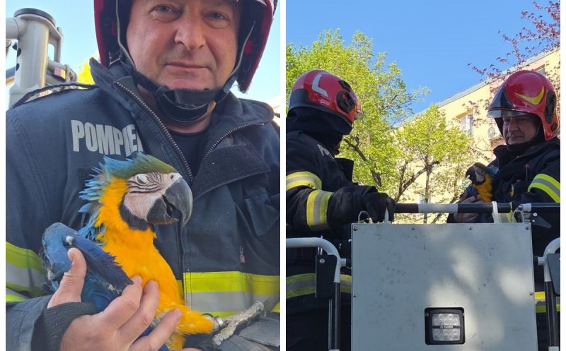Misiune inedită pentru pompierii din Cluj: un pui de papagal superb a fost salvat de la 20 de metri înălțime