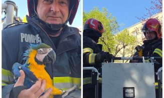 Misiune inedită pentru pompierii din Cluj: un pui de papagal superb a fost salvat de la 20 de metri înălțime