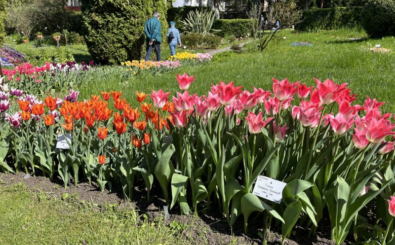 Grădina Botanică Cluj  - Minivacanța de 1 mai se anunță plină de culoare!