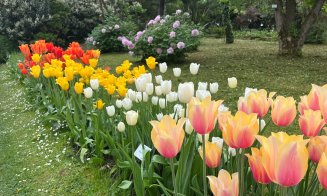 Primăvara continuă spectaculos la Grădina Botanică „Alexandru Borza”!