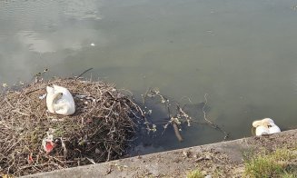 Puii și lebedele din Cluj-Napoca vor pleca spre Dej