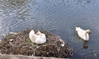 ”Heiii... i-au lansat la apă???” / NOI IMAGINI cu cei 7 pui de lebădă de pe Someș. Unul încă e pe drum :)