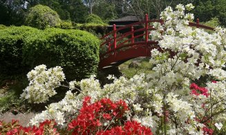 Grădina Botanică Cluj - Azaleele au ajuns la maximumul înfloririi