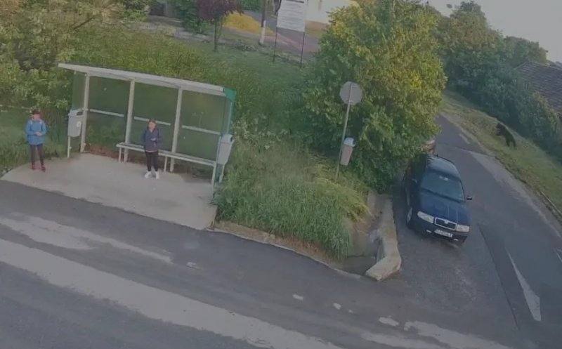Alertă urs în Dezmir! Animalul a fost văzut lângă stația de autobuz de la școală