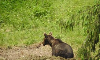 Alertă ISU! Urs pe străzile din Dezmir