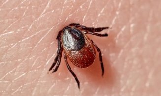 Invazie de căpușe în parcurile din Mănăștur: ”Vă rog să faceți ceva...”