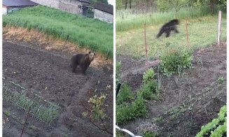 URS surprins într-o gospodărie din Cluj. Autoritățile anunță măsuri de monitorizare