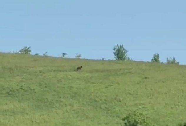 Ursul care terorizează Dezmirul a fost văzut din nou pe Dealul Iepurașului, în timp ce autoritățile îl caută