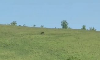 Ursul care terorizează Dezmirul a fost văzut din nou pe Dealul Iepurașului, în timp ce autoritățile îl caută