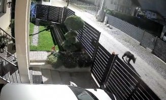 Sute de URȘI prezenți pe teritoriul județului Cluj / Alungare, tranchilizare și relocare sau extragere prin împușcare?