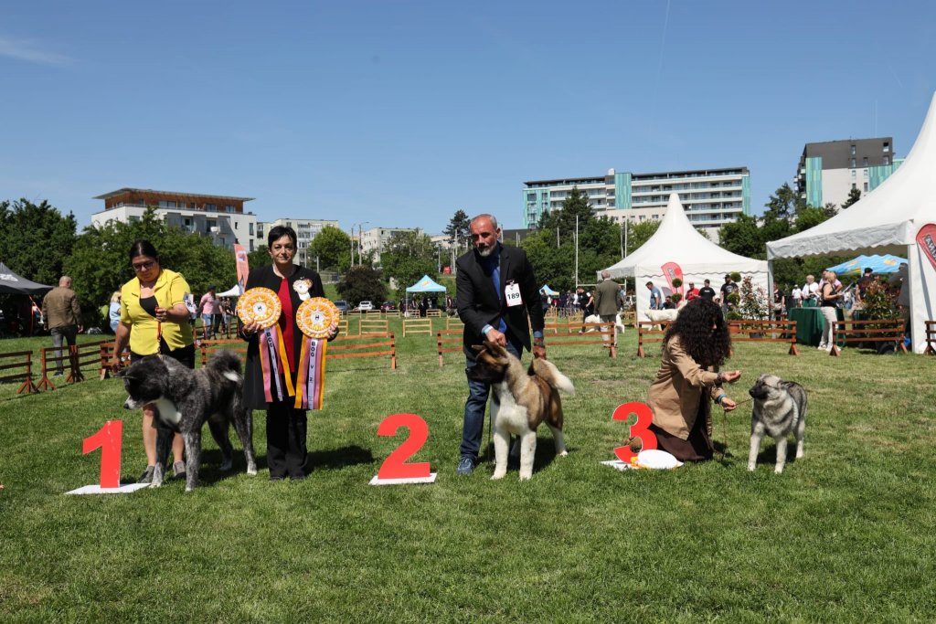 Evenimentul finalului de săptămână pentru iubitorii de animale. La Cluj are loc Napoca Dog Show