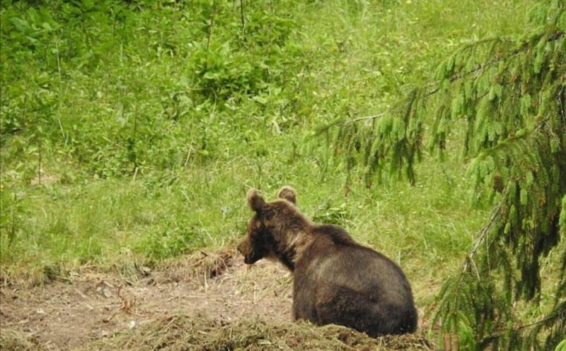 Panica într-o localitate din Cluj. RO-Alert emis după ce un urs a fost văzut