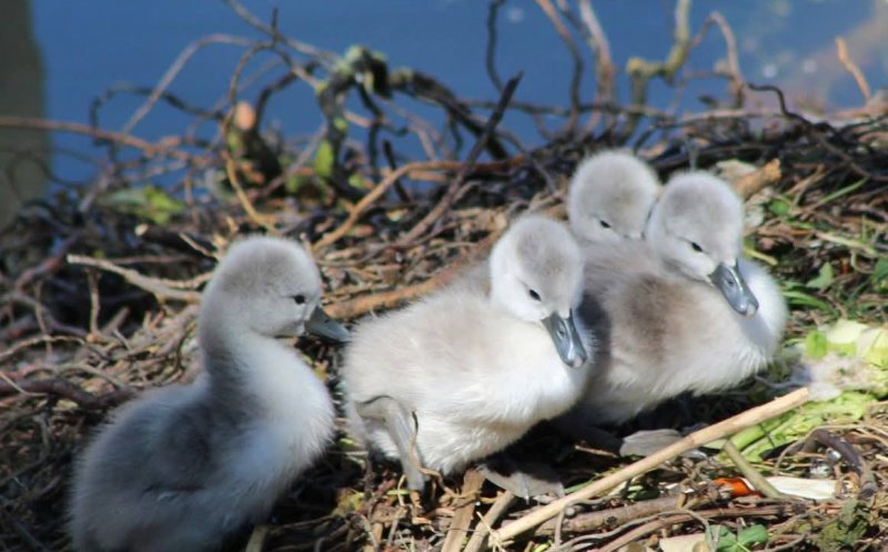 Au DISPĂRUT lebedele din Cluj-Napoca / Transylvania Wildlife Rescue: ”Căutăm familia de lebede din cuibul construit din deșeuri”