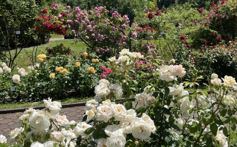 Un loc perfect pentru o plimbare de weekend: trandafirii sunt în plină înflorire la Grădina Botanică din Cluj-Napoca