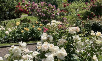 Un loc perfect pentru o plimbare de weekend: trandafirii sunt în plină înflorire la Grădina Botanică din Cluj-Napoca