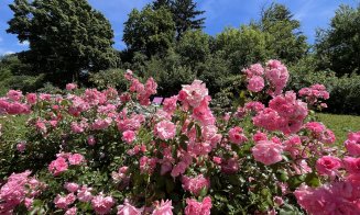 Un loc perfect pentru o plimbare de weekend: trandafirii sunt în plină înflorire la Grădina Botanică din Cluj-Napoca