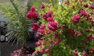 Un loc perfect pentru o plimbare de weekend: trandafirii sunt în plină înflorire la Grădina Botanică din Cluj-Napoca
