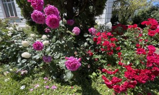 Un loc perfect pentru o plimbare de weekend: trandafirii sunt în plină înflorire la Grădina Botanică din Cluj-Napoca