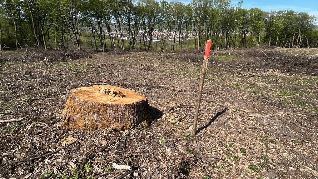 Clujenii, chemați să salveze pădurile Făget și Hoia. Dezbatere publică a Direcției Silvice