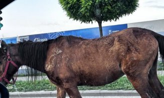 Trafic în Cluj-Napoca: ”Pe ruta aleasă există un cal”, avertizează Waze-ul