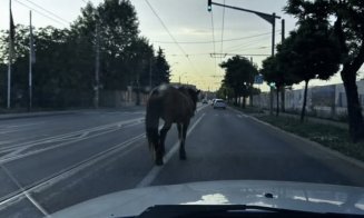 Trafic în Cluj-Napoca: ”Pe ruta aleasă există un cal”, avertizează Waze-ul