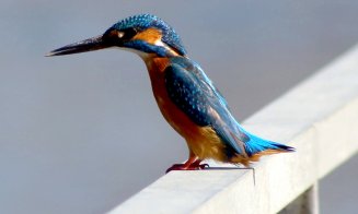 Minune albastră pe Someș în Cluj-Napoca / Indicator important al sănătății ecosistemului acvatic. Distrugerea malurilor naturale e principala amenințate a speciei