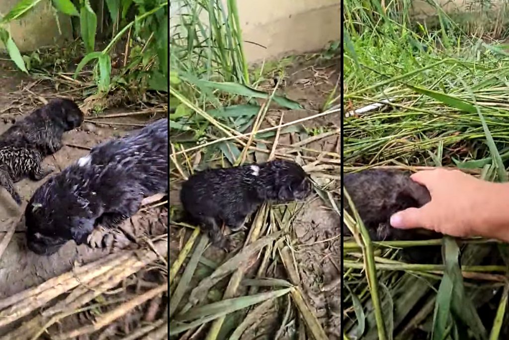 Cruzime față de animale în Cluj: Pui abia fătați, abandonați în câmp / Autoritățile, acuzate de complicitate prin lipsa de implicare