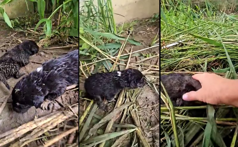 Cruzime față de animale în Cluj: Pui abia fătați, abandonați în câmp / Autoritățile, acuzate de complicitate prin lipsa de implicare