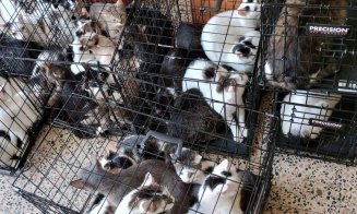 DE GROAZĂ! 115 pisici salvate dintr-un apartament cu 2 camere / ”Și autorităților le-a luat ani de zile să facă ceva? Rușinos și jenant!”