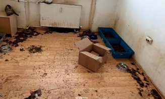 115 pisici salvate dintr-un apartament cu 2 camere / ”Și autorităților le-a luat ani de zile să facă ceva? Rușinos și jenant!”
