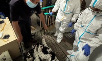 115 pisici salvate dintr-un apartament cu 2 camere / ”Și autorităților le-a luat ani de zile să facă ceva? Rușinos și jenant!”