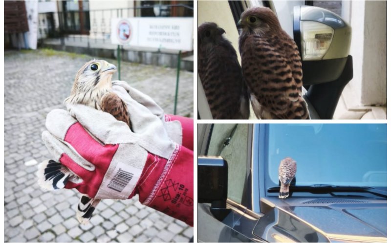 Gest impresionant la Cluj: angajații Consulatului General al Ungariei au salvat un pui de șoim