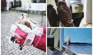 Gest impresionant la Cluj: angajații Consulatului General al Ungariei au salvat un pui de șoim