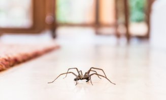 Cum să scapi de păianjeni și muște din casă în timpul verii. Sfaturi simple pentru a ține insectele la distanță