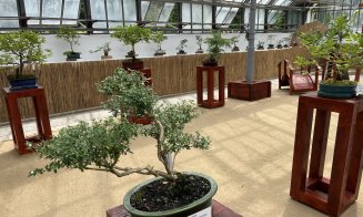 Peste 60 de bonsai spectaculoși pot fi admirați la Grădina Botanică din Cluj-Napoca