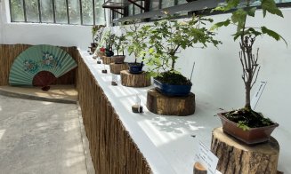 Peste 60 de bonsai spectaculoși pot fi admirați la Grădina Botanică din Cluj-Napoca
