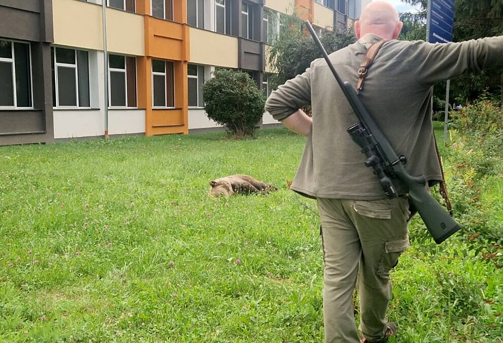 Urs pe străzile unui oraș din Aerdeal. A pătruns până în curtea unui liceu