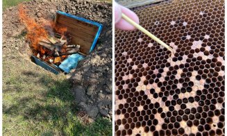 Lovitură grea pentru un apicultor din Cluj: și-a ars stupii din cauza unei boli contagioase care atacă larvele