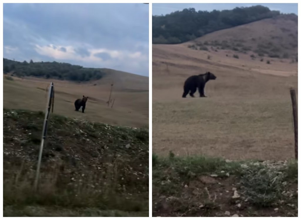 Surpriză uriașă pentru un șofer din Cluj: un URS a apărut aproape de șosea